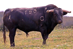 24F28A33-F4D8-4A13-B097-DAD1EBD045A0