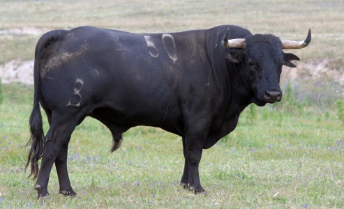 L. Branco