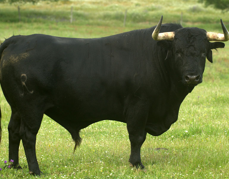 D.-R.-Telles--nº-17