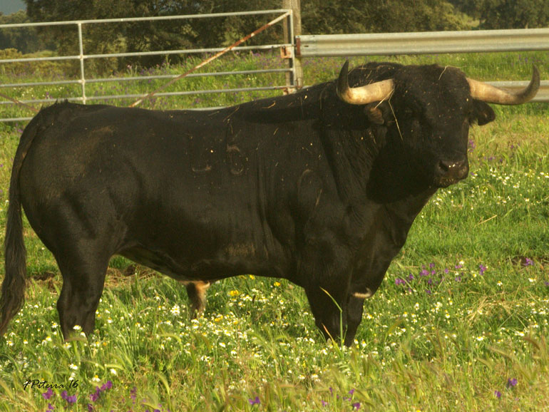 cunhal-patricio--nº-46