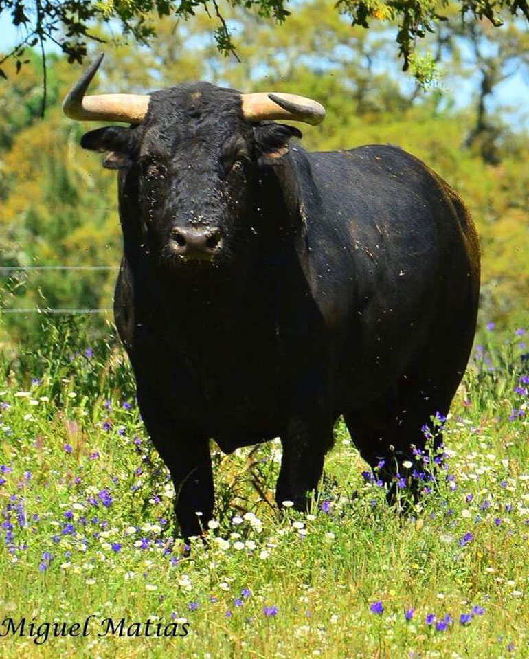 Toiro_ManuelVeiga_Figueira01